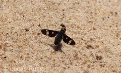 Hyperalonia morio morio