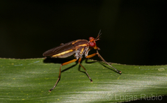 Thecomyia