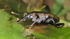 Homalinotus deplanatus