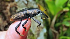 Homalinotus deplanatus
