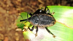 Homalinotus deplanatus