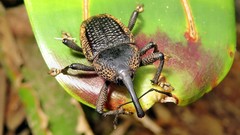 Homalinotus deplanatus