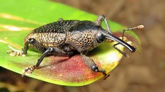 Homalinotus deplanatus