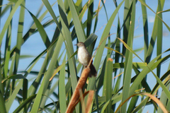 Bradypterus baboecala