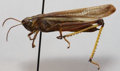 Stethophyma lineatum