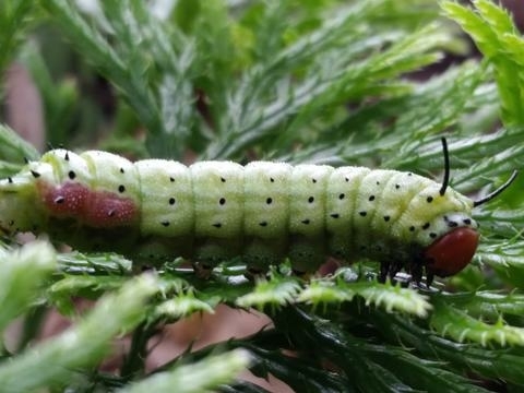 Rosy Maple Moth (NPS Catoctin Mountain Park Butterflies and Moths) ·  iNaturalist