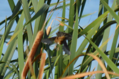 Bradypterus baboecala