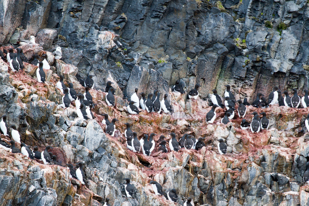 Common Murre