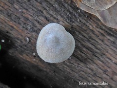 Simocybe sumptuosa
