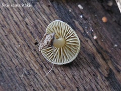 Simocybe sumptuosa