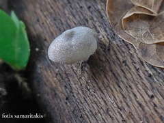 Simocybe sumptuosa