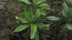 Monticalia tolimensis