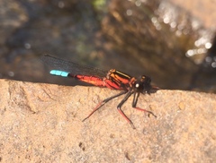 Platycypha fitzsimonsi