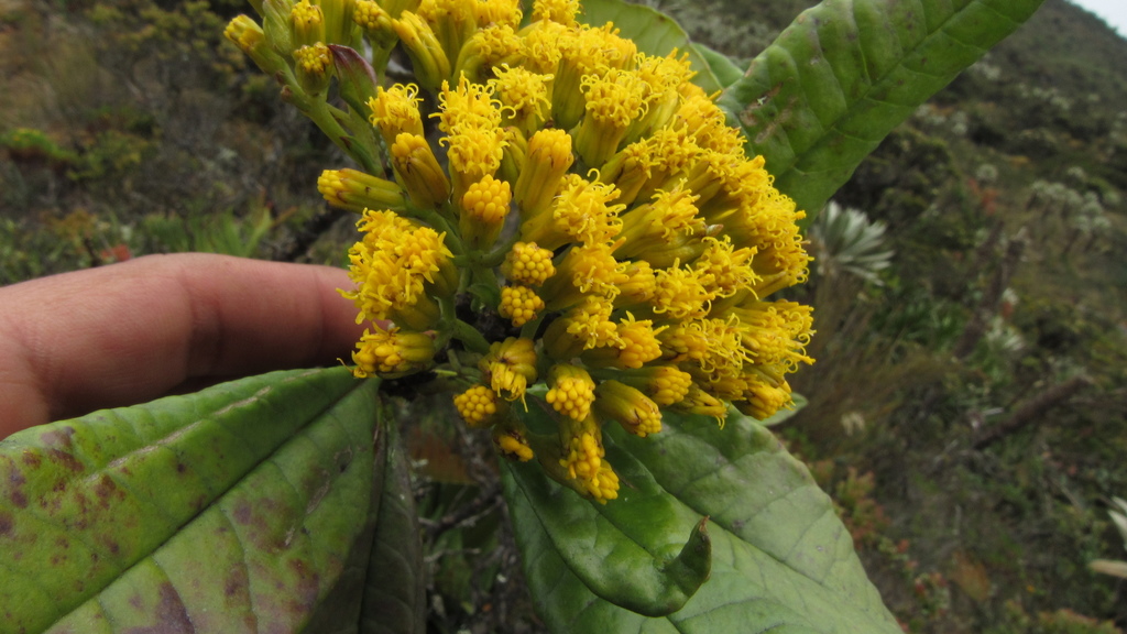 Monticalia tolimensis