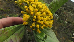 Monticalia tolimensis