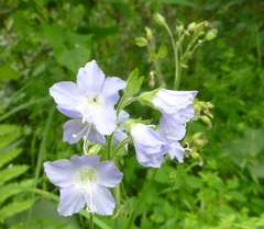 Polemonium occidentale lacustre