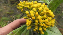 Monticalia tolimensis