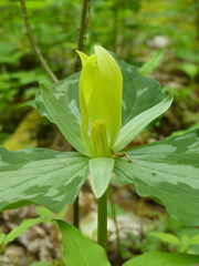 Trillium luteum