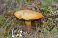 Suillus mediterraneensis