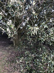 Quercus ilex