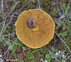 Suillus mediterraneensis