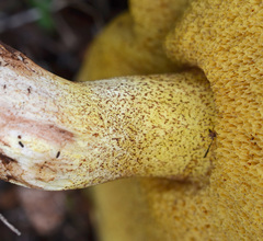 Suillus mediterraneensis