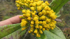 Monticalia tolimensis