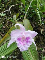 Sobralia rosea