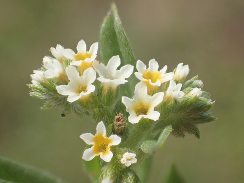 Euploca procumbens iNat (2)