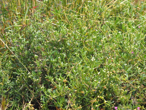 fourspike heliotrope