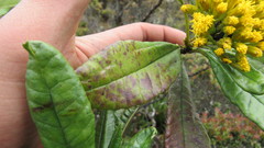 Monticalia tolimensis