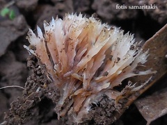 Thelephora penicillata