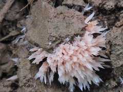 Thelephora penicillata