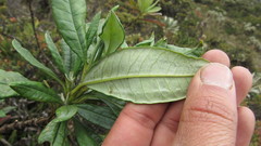 Monticalia tolimensis