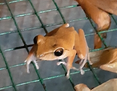 Polypedates leucomystax