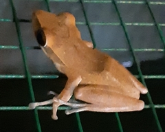 Polypedates leucomystax