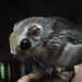 Palearctic Flying Squirrels - Photo (c) harum.koh, some rights reserved (CC BY-SA), uploaded by harum.koh