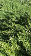 Rosmarinus