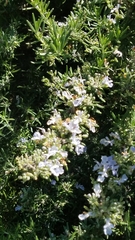 Rosmarinus