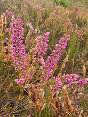 Erica lateralis