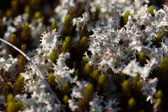 Cladonia caroliniana