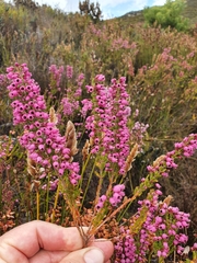 Erica lateralis