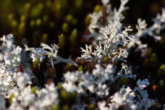 Cladonia leporina