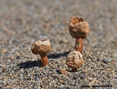 Tulostoma giovanellae