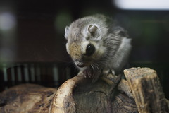 Pteromys volans orii