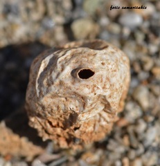 Tulostoma giovanellae