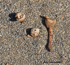 Tulostoma giovanellae