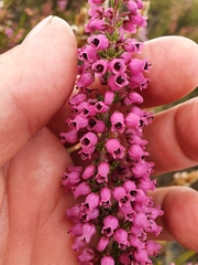 Erica lateralis