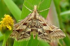 Diasemia