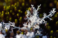 Cladonia leporina